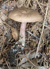 Tylopilus plumbeoviolaceus image