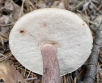 Tylopilus plumbeoviolaceus image