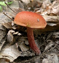 Butyriboletus frostii image