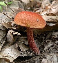 Butyriboletus frostii image