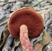 Butyriboletus frostii image