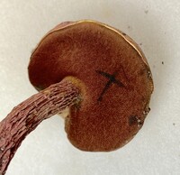 Butyriboletus frostii image