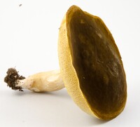Xanthoconium affine image