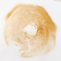 Xanthoconium affine image