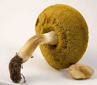 Xanthoconium affine image