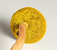 Aureoboletus auriporus image