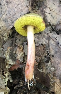 Aureoboletus auriporus image