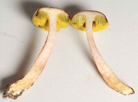 Aureoboletus auriporus image