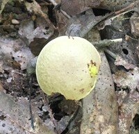 Aureoboletus auriporus image