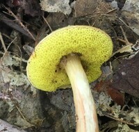 Aureoboletus auriporus image