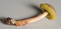 Aureoboletus auriporus image