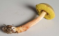 Aureoboletus auriporus image