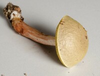 Aureoboletus auriporus image