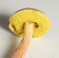 Aureoboletus auriporus image