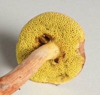 Aureoboletus auriporus image