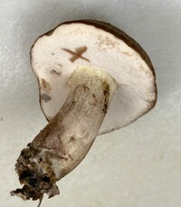 Tylopilus variobrunneus image