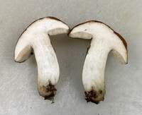 Tylopilus variobrunneus image