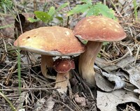 Xanthoconium purpureum image