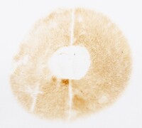 Xanthoconium purpureum image