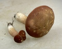 Xanthoconium purpureum image