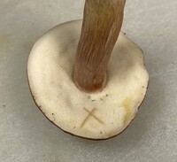 Xanthoconium purpureum image