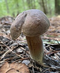 Tylopilus variobrunneus image