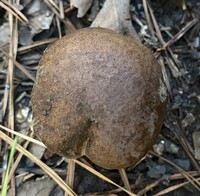 Tylopilus variobrunneus image