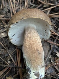 Tylopilus variobrunneus image