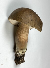 Tylopilus variobrunneus image