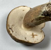 Tylopilus variobrunneus image