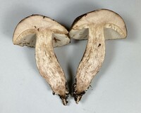 Tylopilus variobrunneus image