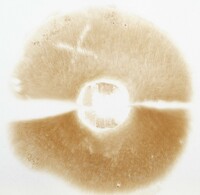 Tylopilus variobrunneus image