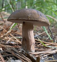 Tylopilus variobrunneus image