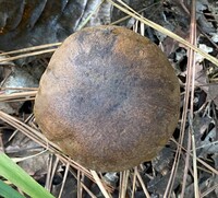 Tylopilus variobrunneus image