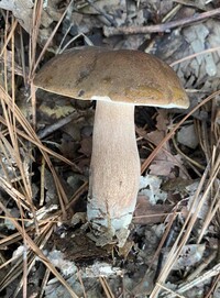 Tylopilus variobrunneus image