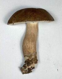 Tylopilus variobrunneus image