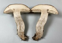 Tylopilus variobrunneus image