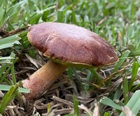 Aureoboletus auriporus image