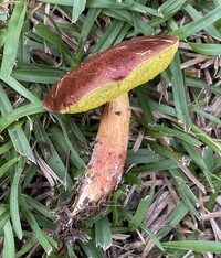 Aureoboletus auriporus image