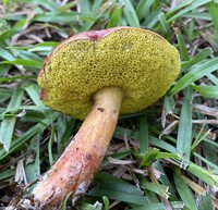 Aureoboletus auriporus image