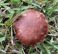 Aureoboletus auriporus image