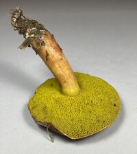 Aureoboletus auriporus image