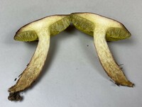 Aureoboletus auriporus image