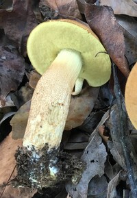 Leccinum rugosiceps image