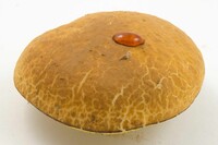 Leccinum rugosiceps image