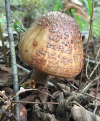 Amanita amerirubescens image