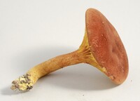 Phylloporus rhodoxanthus image