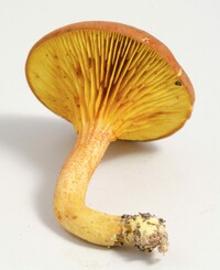 Phylloporus rhodoxanthus image