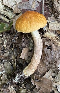 Leccinum longicurvipes image