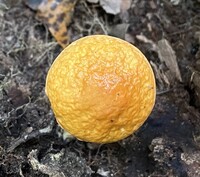 Leccinum longicurvipes image